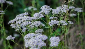 White Yarrow Plant - Bare Root Perennial - Achillea millefolium - Pollinator-Friendly, Drought-Tolerant, White Flowers