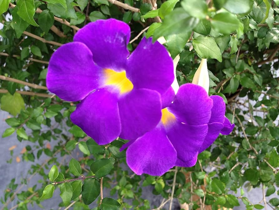 Thunbergia Erecta King's Mantle Cuttings - 7 Purple Flowering Shrubs, Fast-Growing Perennial for USDA Zones 9-11