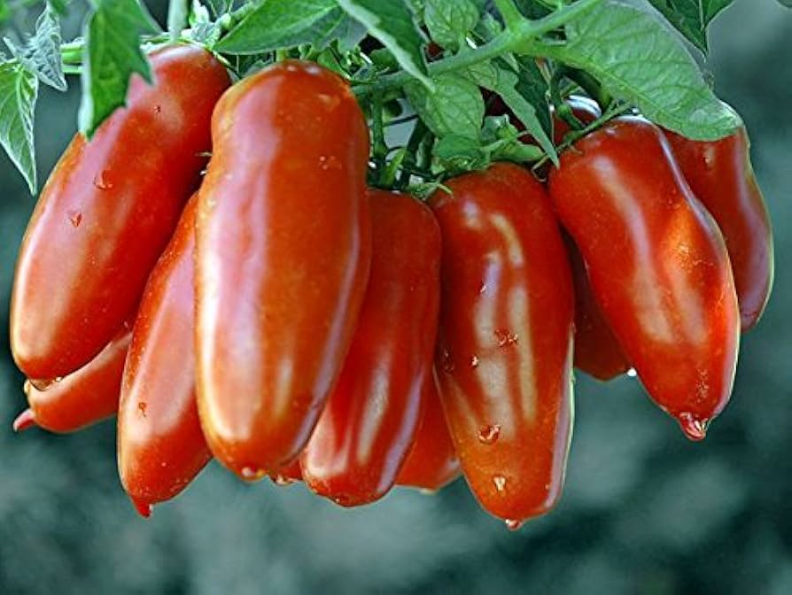 San Marzano Tomato Seeds | Heirloom Paste Variety | Determinate | Non-GMO | Solanum lycopersicum | Ideal for Zones 3-10