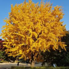 Ginkgo Tree Live Bare Root Plant 1-2 Feet Ginkgo biloba Golden Fall Foliage Urban Shade Tree USDA Zones 4-9