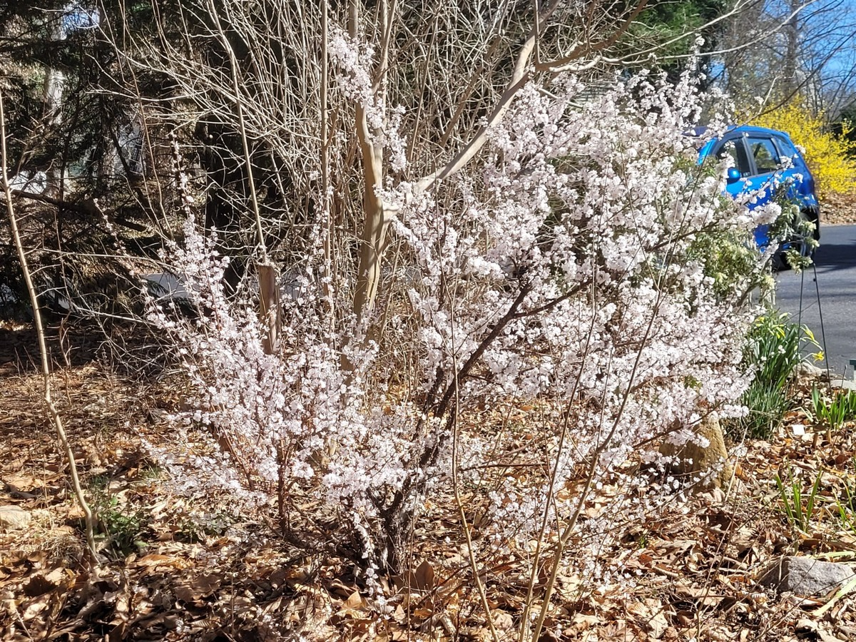 10 Unrooted Cuttings Dwarf Nanking Cherry Prunus Tomentosa Semi-Hardwood 6-7” - Rare Cold-Resistant Cherry Shrub for Gardens