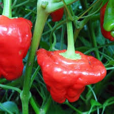 Jamaican Red Mushroom Pepper Seeds - 20 Heirloom Capsicum chinense, Spicy, Unique, High-Yield, Non-GMO