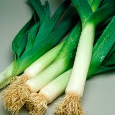 150 Seeds American Flag Leek, Heirloom Non-GMO, Easy to Grow, Allium ampeloprasum, Hardy Culinary Vegetable for Gardeners