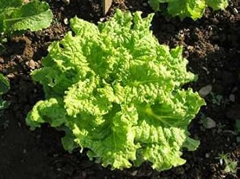 Black Seeded Simpson Lettuce Seeds - 1000 Heirloom Seeds, Fast-Growing, Lactuca sativa, Tender & Crisp for Home Gardening