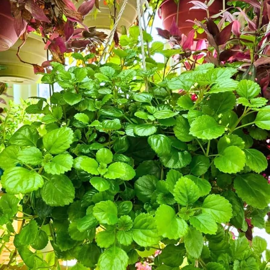 5 Organic Swedish Ivy Cuttings 4" - Plectranthus Verticillatus - Easy to Grow Indoor Houseplant for Propagation & Decor