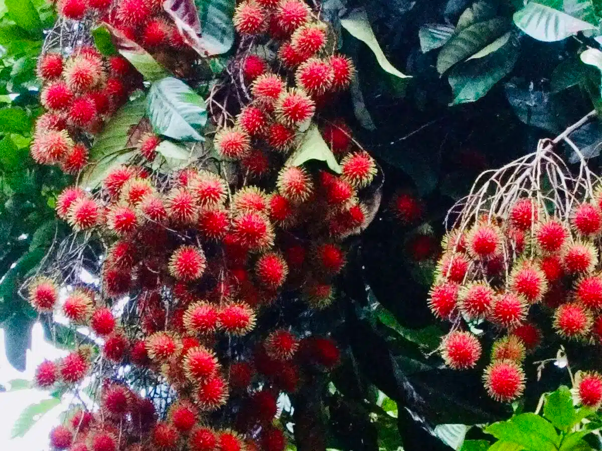 Red Rambutan Starter Plant 12-24" - Exotic Tropical Fruit Tree Nephelium lappaceum - Vibrant Red Spiky Fruit for Gardens