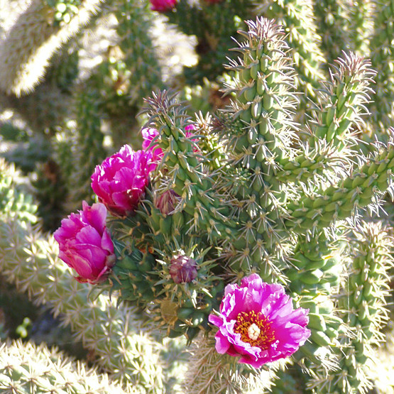 Cylindropuntia spinosior Rooted Cutting | Cane Cholla Cactus for Xeriscapes & Desert Gardens | Drought-Tolerant Plant