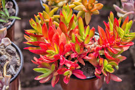 Crassula Campfire Cuttings - 3 Unrooted 2" Cuttings, Red Foliage, Drought-Tolerant Succulent, Crassula capitella 'Campfire'