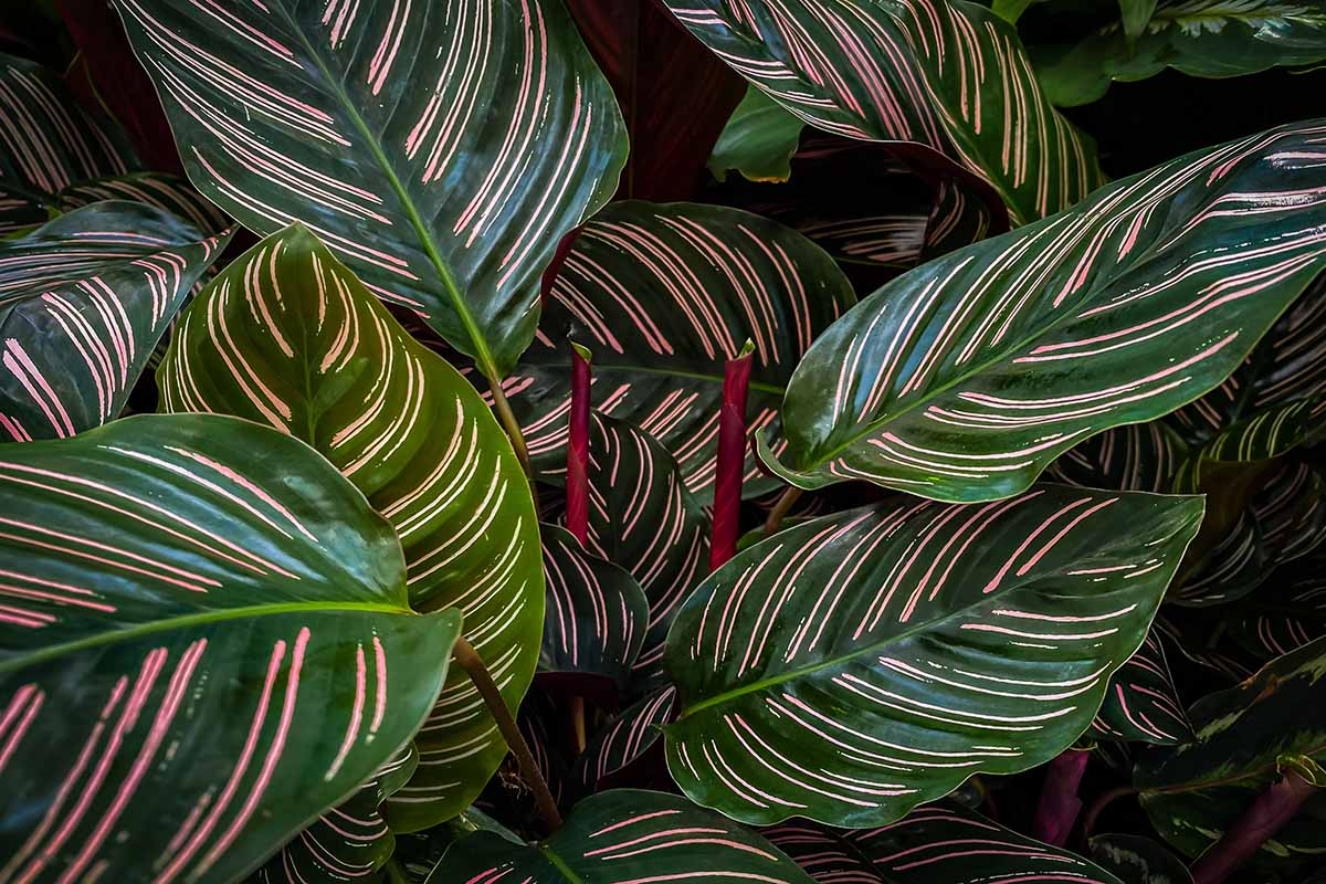 Calathea Ornata Starter Plant | Live Pinstripe Plant | Indoor Tropical Houseplant | Calathea ornata | USA Grown