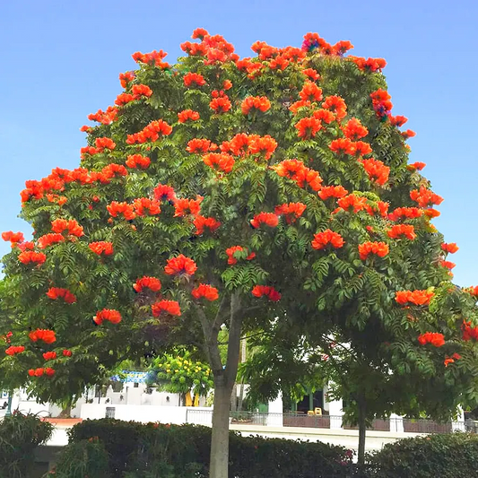 10 African Tulip Tree Seeds, Spathodea campanulata, Exotic Orange-Red Blooms, Fast-Growing Ornamental Tree, Zones 10-12