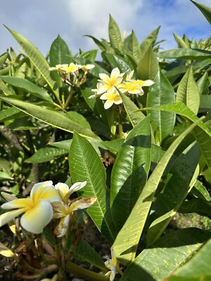 Yellow Plumeria Cutting 10" Unrooted Frangipani Tropical Flowering Plant Plumeria spp. Hawaii Grown, Medium Sun