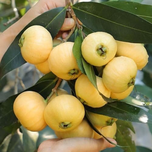 Golden Rose Apple Plant 4”+ Live Rooted Syzygium jambos Tropical Fruit Tree, Fast-Growing Edible Fruit for Home Orchard