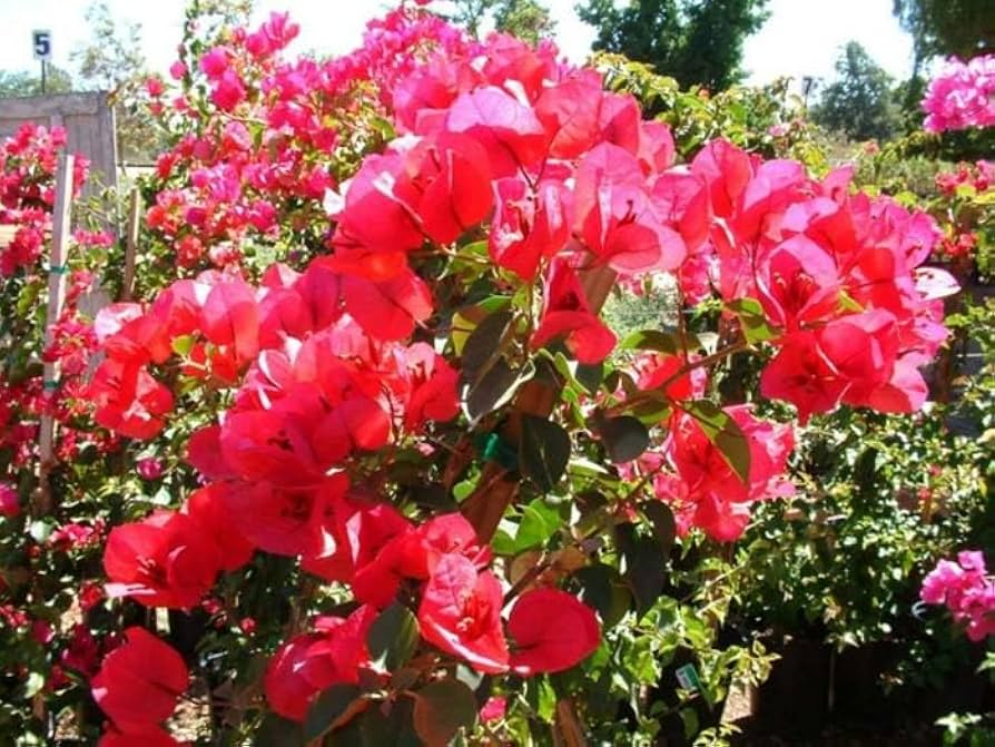 Double Red Bougainvillea Starter Plant | Bougainvillea spectabilis | Rare Hardy Live Plant for Outdoor Gardens | USA Grown