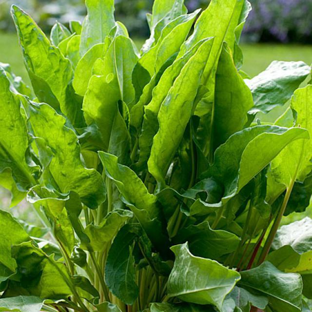 Large Leaf Sorrel Seeds - 400 Count - Edible Perennial Herb for Fresh Greens - Rumex acetosa - Healthy Culinary Flavor