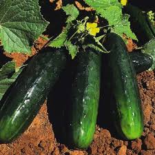 50 Seeds Spacemaster 80 Cucumber, Compact Dark Green Variety, Disease-Resistant, Cucumis sativus for Small Gardens & Containers