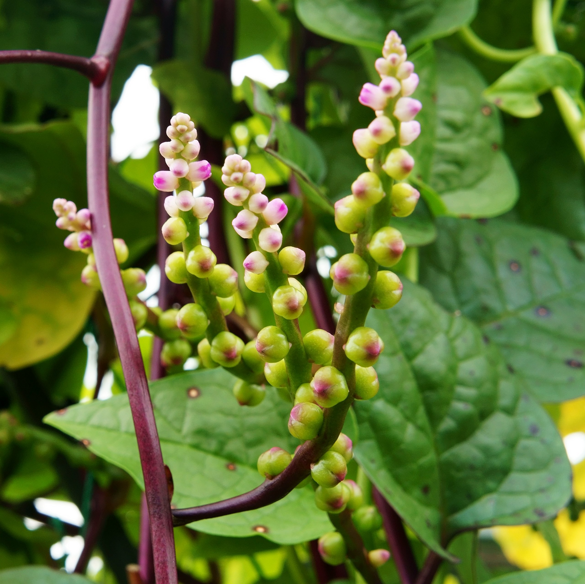 500 mg Malabar Spinach Seeds Red Stem - Basella alba/rubra Heirloom Vegetable for Summer Gardening & Harvests