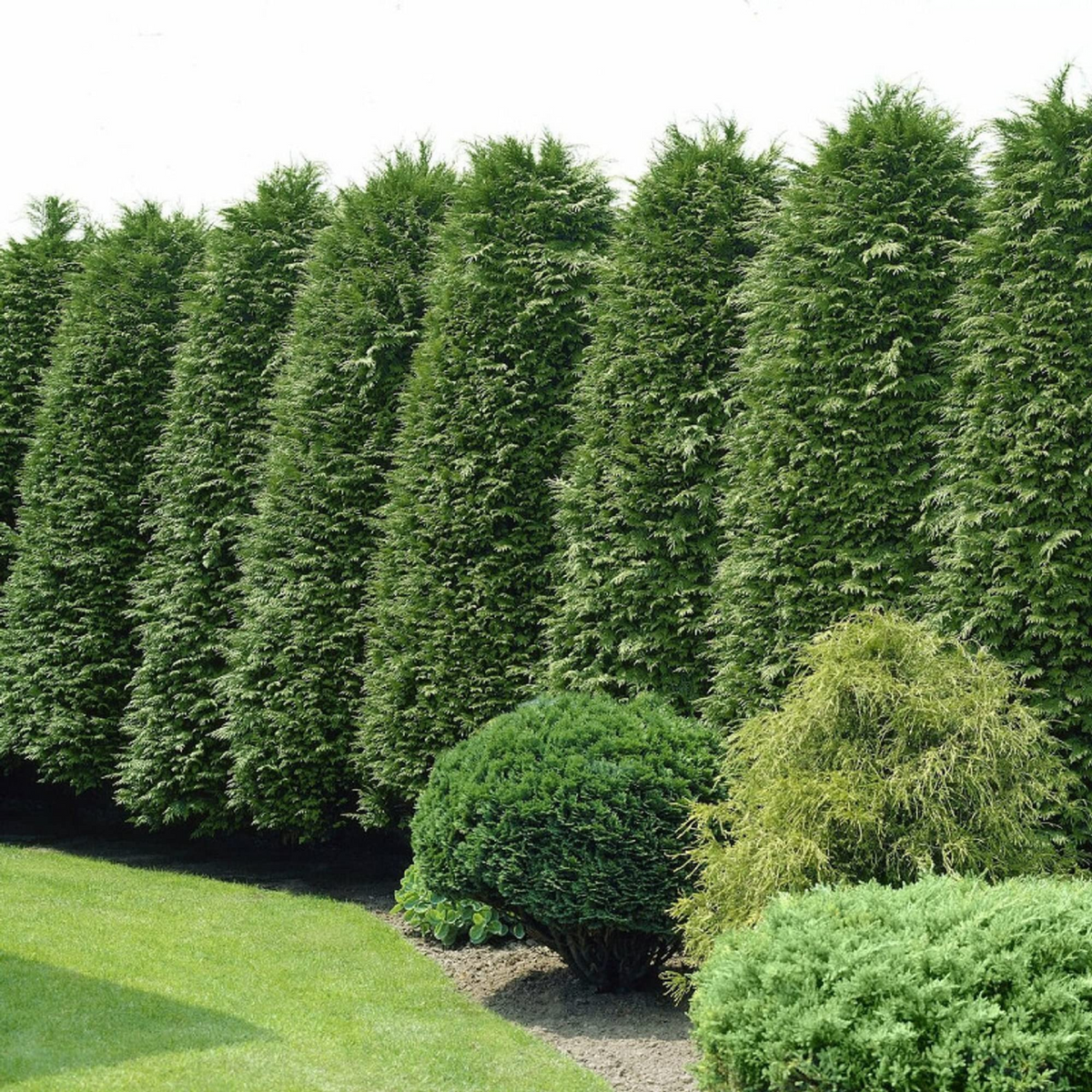 30 Green Giant Thuja Seeds | Fast-Growing Arborvitae Cedar | Thuja plicata | Privacy Hedge for Landscaping