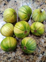 2 Tiger Panache Fig Cuttings – 6" Variegated Scions for Rooting – Ficus carica