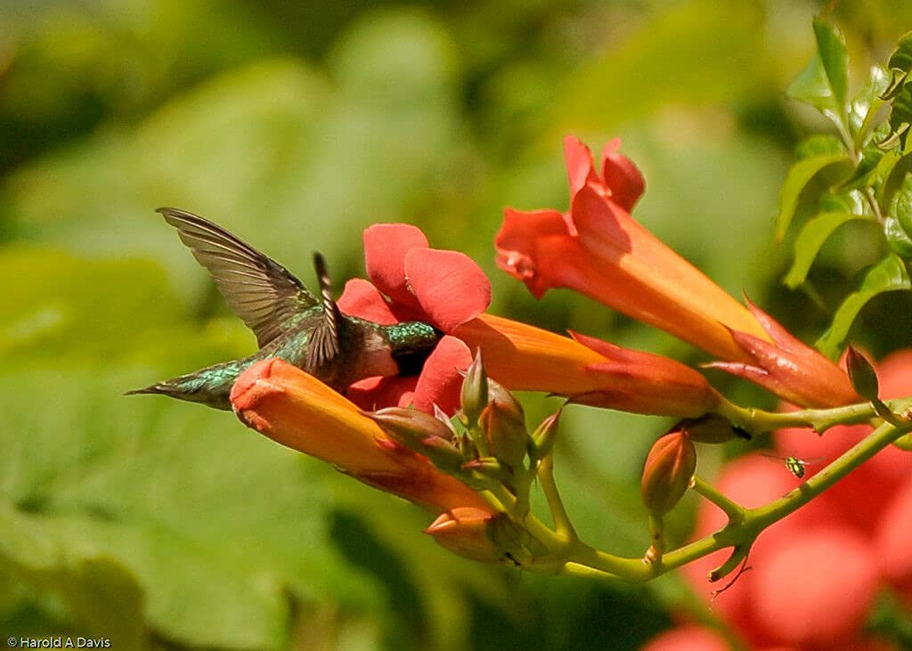 12 Live Red Trumpet Vine Clippings | Organic Campsis Radicans | Fast-Growing Hummingbird Vine | Perennial Flowering Plant