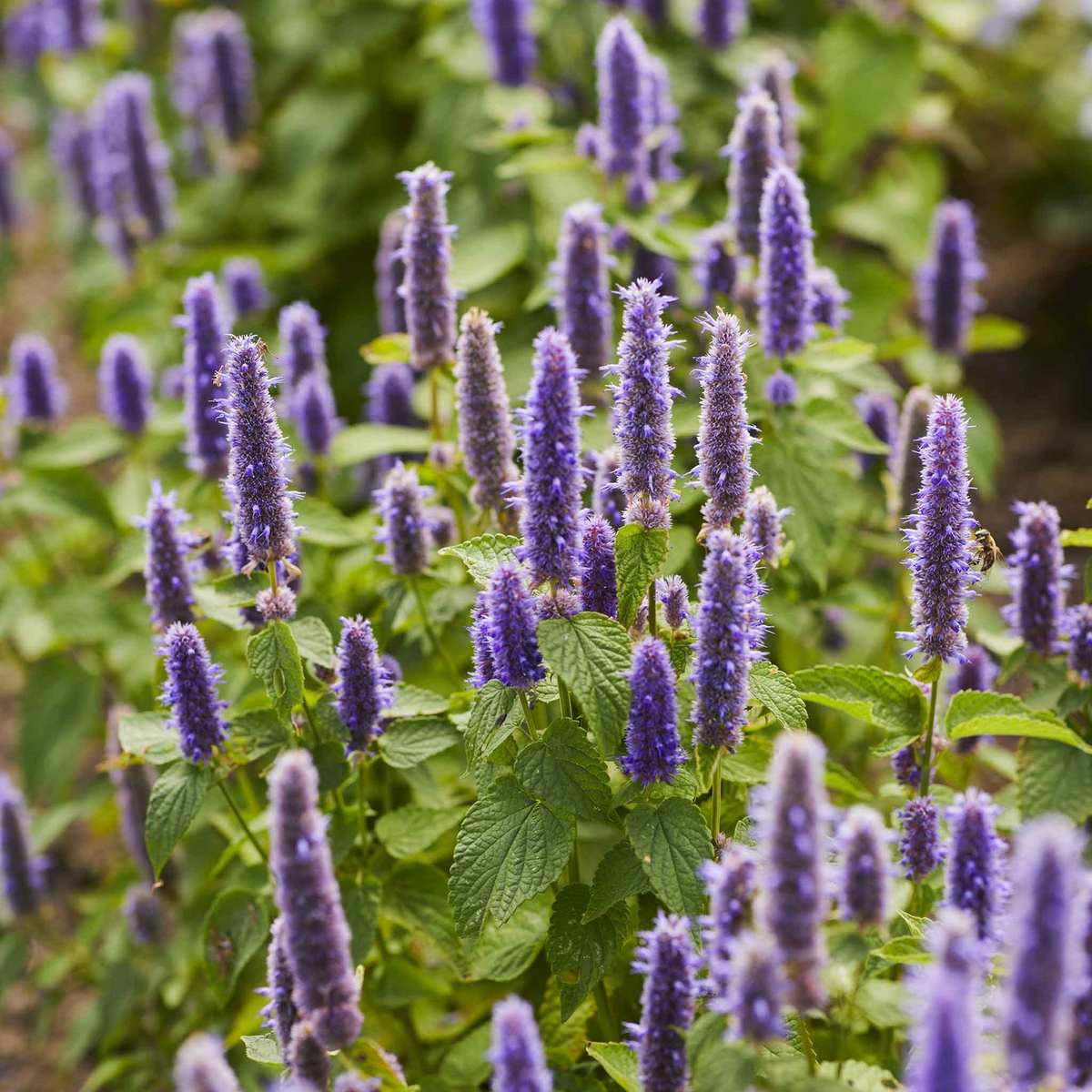 Hyssop Seeds 300 Count - Aromatic Culinary Herb, Easy to Grow, Edible Flowers, Hyssopus officinalis
