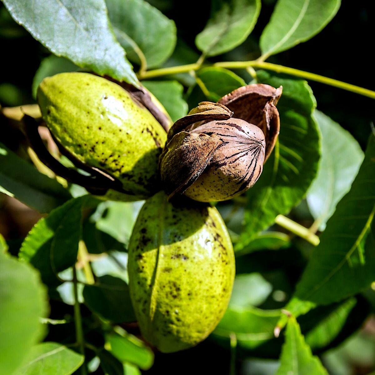 Northern Pecan Tree Seedling 12"-18" | Carya illinoinensis | Cold Hardy for USDA Zones 4-8 | Fall Foliage Tree