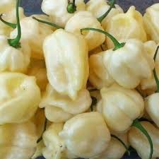 White Habanero Pepper Seeds - 20 Count - Rare Heirloom, Extra Spicy & Aromatic - Capsicum chinense