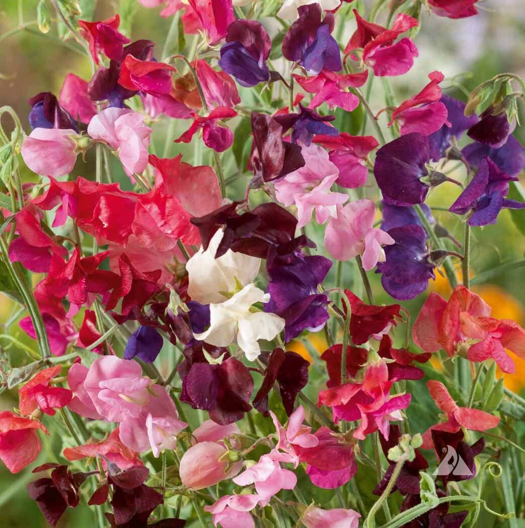 50 Seeds Colorful Climbers Mix - Morning Glory, Sweet Pea, Nasturtium Vines - Non-GMO, Fast-Growing, Vertical Garden Mix