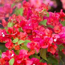 Bengal Orange Bougainvillea Starter Plant | Rare Well-Rooted Plug | Bougainvillea spp. | Vibrant Indoor & Outdoor Decor