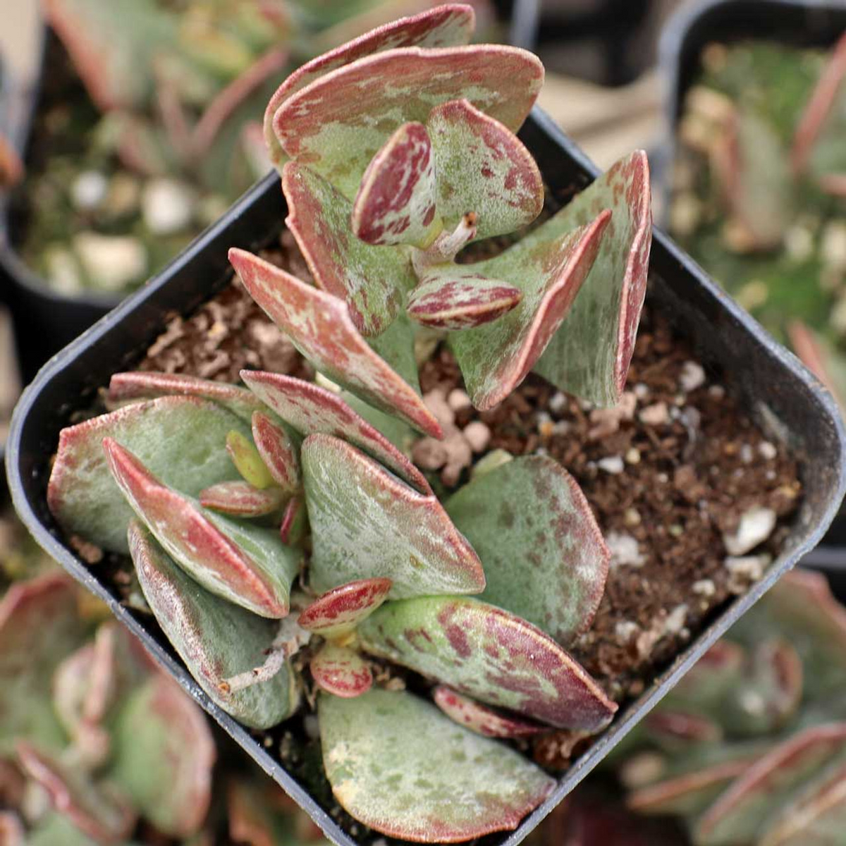 Live Succulent Plant - 1 Adromischus Maculatus ‘Calico Hearts’ - Spotted Chocolate Drop - Drought-Tolerant Indoor Plant