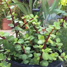 2 Giant Mammoth Elephant Bush Cuttings - Rare Large-Leaf Succulent - Portulacaria Afra Macrophylla - 4-6” Tall