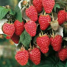 10 Heritage Red Raspberry Cuttings 6-8” Unrooted for Rooting or Grafting - Rubus idaeus High-Yield Berry Plants