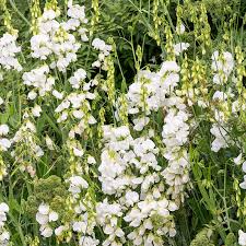 Everlasting Sweet Pea Seeds - 50+ Perennial White Blooms - Climbing Vine for Gardens - Lathyrus latifolius
