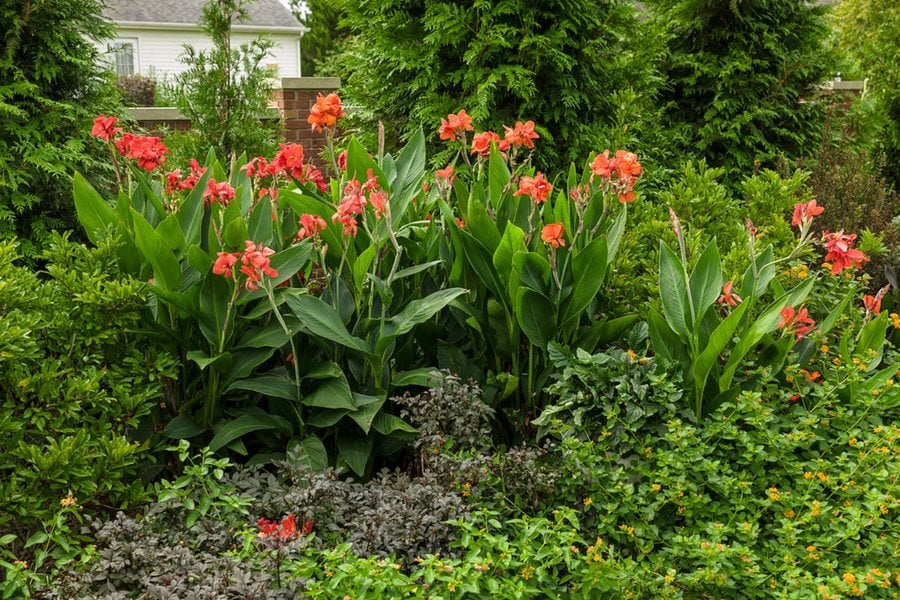 Canna Lily Bulb - 1 Live Orange Wyoming Canna (Canna indica ‘Wyoming’), Tropical Perennial with Purple Burgundy Leaves