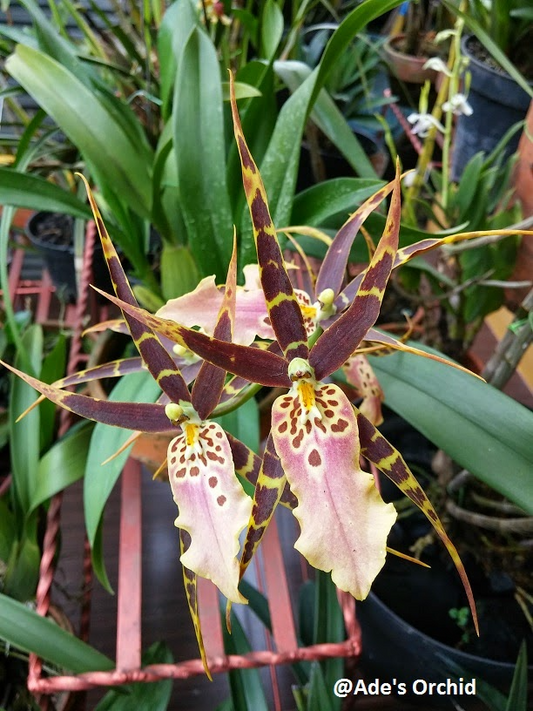 Blooming Size Miltonia Hybrid Orchid | Unique New Cross | 3-6 Flowers Per Spike | Live Plant in 3.25" Pot | Miltonia Regnelii x Spectabilis