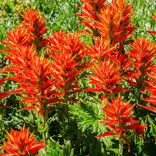 300 Seeds Indian Paintbrush Scarlet Paintbrush Castilleja coccinea Wildflower, Vibrant Red Flowers for Pollinator Gardens