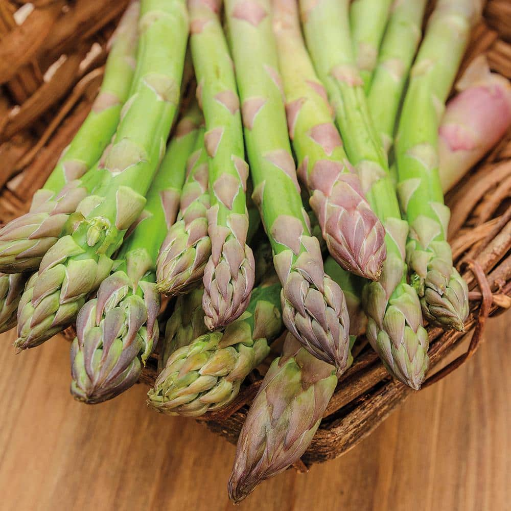10 Bare Root Jersey Giant Asparagus Crowns, High-Yield Perennial, Asparagus officinalis, Green Spears, Garden Starter