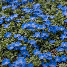 Blue Creeping Thyme Seeds - 250 Non-GMO, Fragrant Ground Cover, Drought-Tolerant - Thymus serpyllum