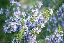 Rosemary Seeds - 25 Pack - Aromatic Culinary Herb - Salvia rosmarinus - Drought-Tolerant, Ornamental, Pollinator-Friendly