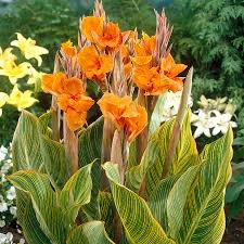 Canna Lily Bulb, Live Plant, Orange Variegated Flowers, Canna 'Pretoria' (Bengal Tiger), USDA Zones 8-11, Tropical Accent