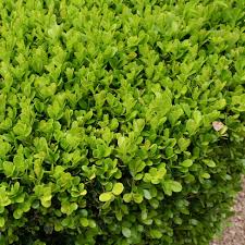 12 Unrooted Cuttings Japanese Boxwood Buxus microphylla Evergreen Shrub for Garden Hedge Plant