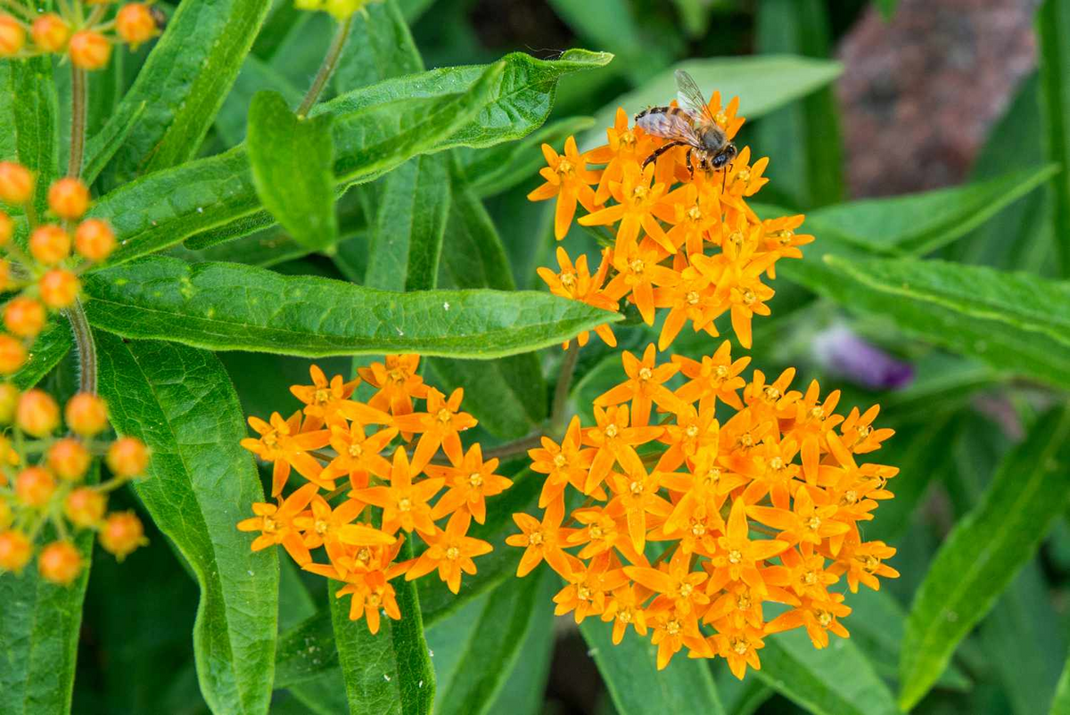 5 Butterfly Weed Plants, Bare Root, Monarch Butterfly Attracting, Asclepias tuberosa, Perennial, Orange Flowers