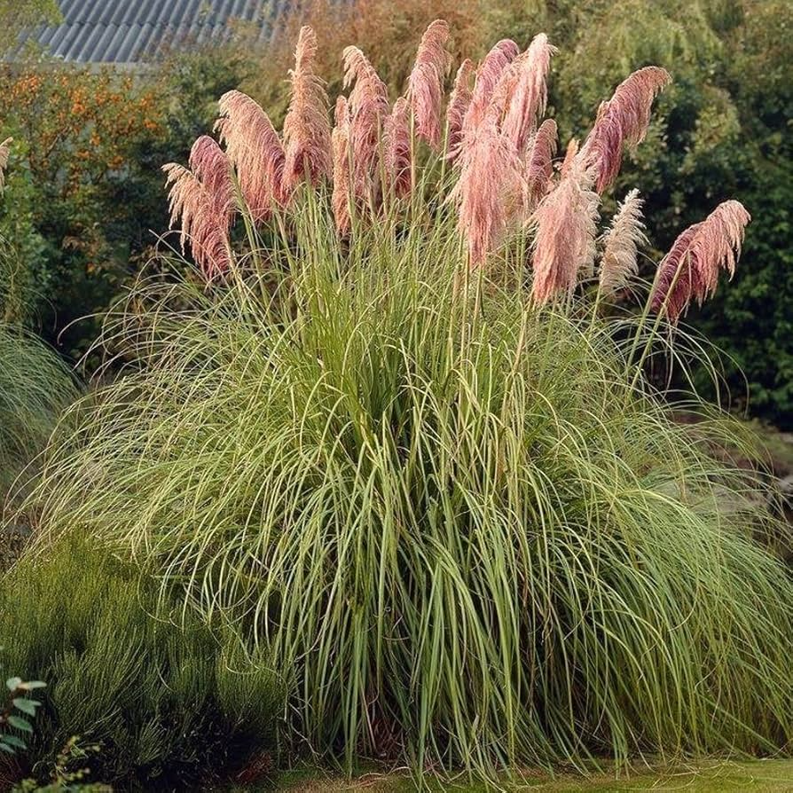 3 Pink Pampas Grass Starter Plugs - Hardy Ornamental Grass for Landscaping, Cortaderia Selloana