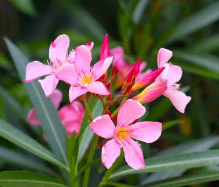 7 Oleander PINK Cuttings 7" Long - Nerium oleander, Live Unrooted Flowering Shrub, Easy Propagation, Vibrant Pink Blooms