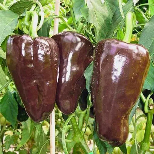 Mulato Isleno Poblano Pepper Seeds | Heirloom, Non-GMO | Mild Sweet Flavor | Capsicum annuum | USDA Zones 4-10