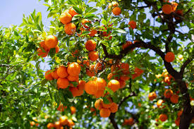 Satsuma Mandarin Orange Tree Seedling - Citrus reticulata - Cold Hardy, Sweet Fruit, Fast Growing for Home Gardens & Containers