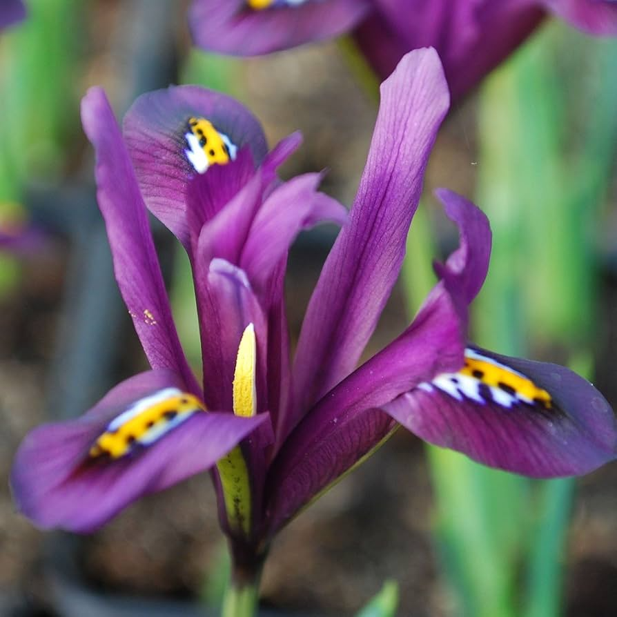 Purple Dwarf Iris Bulbs - Iris Reticulata 'J.S. Dijt' - Early Blooming Perennial - 10-Pack - Cold Hardy, Deer Resistant
