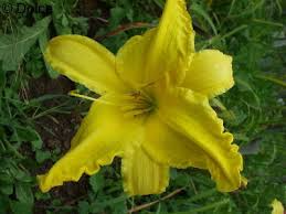 Hemerocallis ‘Flying Saucer’ Daylily Root | Yellow Reblooming Perennial Flower | Hardy & Low-Maintenance Plant