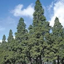 Dawn Redwood Tree 12"-14" Live Bare Root Plant Metasequoia glyptostroboides for Zones 4-8 - Fast-Growing Ornamental Tree