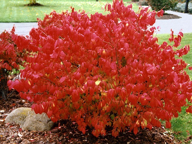 10 Dwarf Burning Bush Plants, Compact Shrubs, Red Fall Foliage, Euonymus alatus, Hardy Bare Root