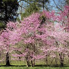 Eastern Redbud Tree 2-3 Ft Live Bare Root Plant Pink Blossoms Cercis canadensis Ready to Plant for Gardens and Landscaping